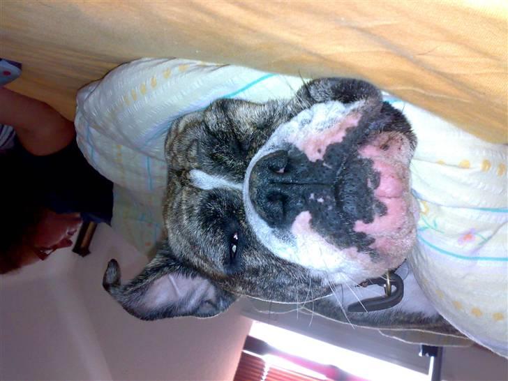 Olde english bulldogge Bertha - Og så tager jeg lige en slapper billede 6