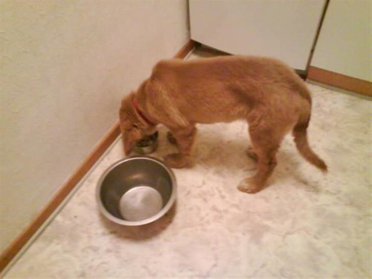 {{currentPhoto.altText}} billede {{currentPhoto.number}}