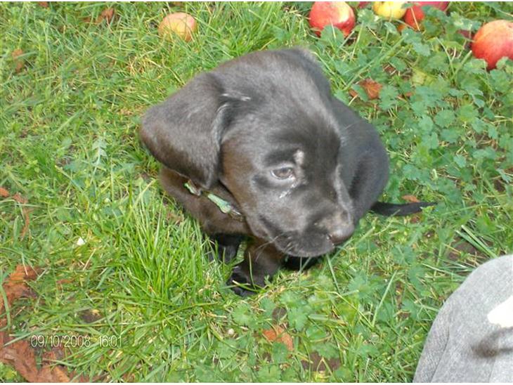 {{currentPhoto.altText}} billede {{currentPhoto.number}}