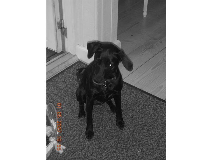 Blanding af racer Fifi billede 1