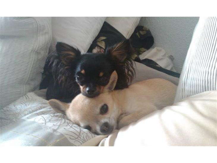 {{currentPhoto.altText}} billede {{currentPhoto.number}}