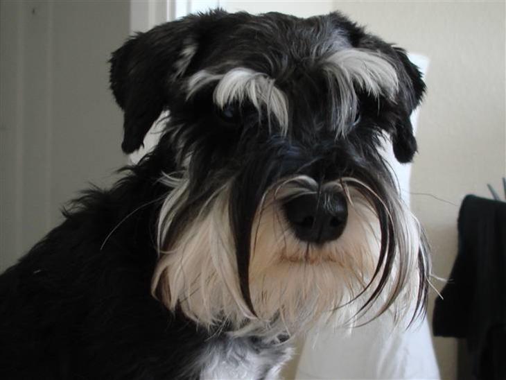 Dvaergschnauzer Chilli - Chilli 11 mdr. billede 1