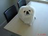 Pekingeser Toffi