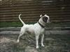 Amerikansk bulldog Tyson "Tiger".  CC  OMBRA