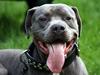 Amerikansk staffordshire terrier Tristan