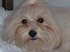 Coton de tulear Kiwi 
