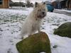Cairn terrier Chanelle