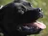 Staffordshire bull terrier Yasmin