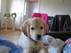 Golden retriever Tavs (Lapija's Tavs)