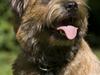 Border terrier Vaks . 