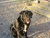 Blanding af racer Bamse- RIP