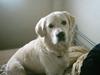 Golden retriever Max.