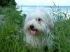 Coton de tulear Luna (R.I.P) [ Himmelhund]