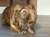Amerikansk staffordshire terrier Cody RIP