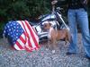 Amerikansk staffordshire terrier Tovdal KAISER WILHELM