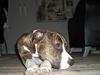 Amerikansk bulldog Lester