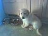 Golden retriever Buller [ Himmelhund]