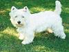 West highland white terrier Dodo KALDET TILDE  R-I-P [Tidl. hund]
