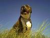 Amerikansk bulldog Mackie
