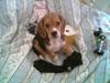 Beagle Frida