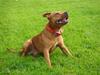 Staffordshire bull terrier Taco *Aarslevs Dekko*
