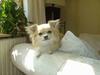 Chihuahua Frede