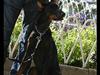 Dobermann Dafne Van´t Liethohof