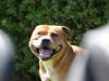 Staffordshire bull terrier ""(Engelsk) ""Gizmo""