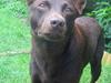 Australsk kelpie Clara