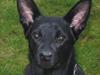 Australsk kelpie Ginny