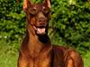 Dobermann Carina Al-Bet R.I.P. [ Himmelhund]