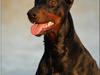 Dobermann Rocky-Dobi Deby R.I.P. [ Himmelhund]