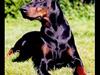 Dobermann Genning's  Baron R.I.P. [ Himmelhund]