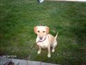 Labrador retriever Dina