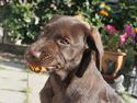 Labrador retriever Taco