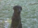 Flat coated retriever marko