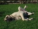 Mastiff Basse