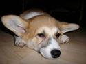 Welsh corgi pembroke Dicte