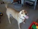 Labrador retriever Daisy