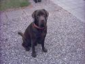 Labrador retriever Carlos