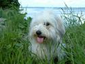 Coton de tulear Luna (R.I.P)