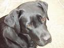 Labrador retriever Laika