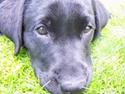 Labrador retriever Luka