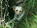 Labrador retriever Liva