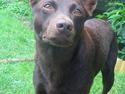 Australsk kelpie Clara