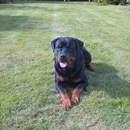Rottweiler Bjørn