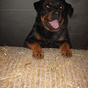 Rottweiler Bjørn