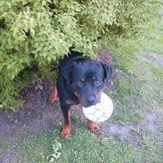 Rottweiler Bjørn