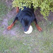 Rottweiler Bjørn