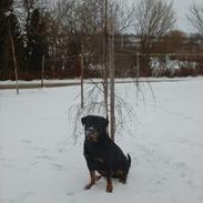 Rottweiler Bjørn